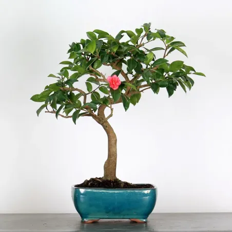 CAMELIA D'AUTOMNE "SASANQUA" 1-11