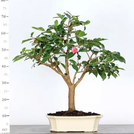 image supplémentaire - CAMELIA D'AUTOMNE...