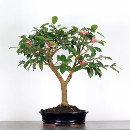Camélia bonsai