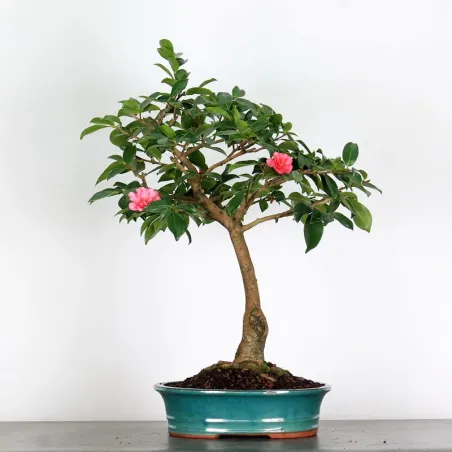 Camellia Bonsai