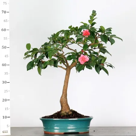 image supplémentaire - CAMELIA D'AUTOMNE...