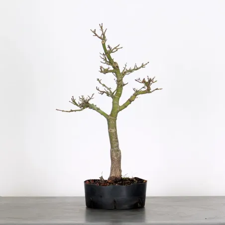 Bonsai Erable Palmatum Shishigashira AS-1-2