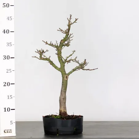 image supplémentaire - Érable "ACER SHISHIGASHIRA"...