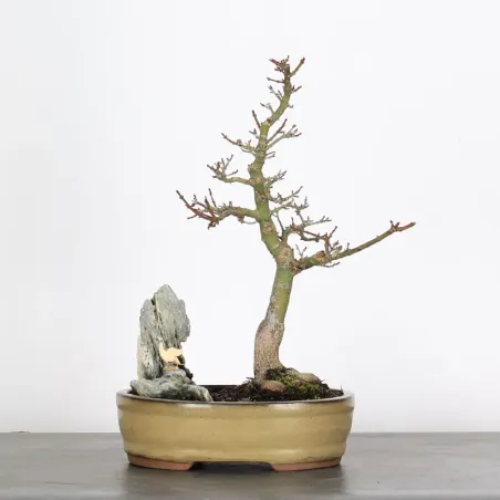 Palmatum Shishigashira Maple Bonsai AS-1-3
