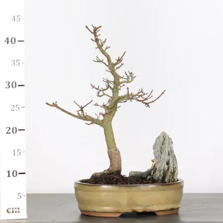 image supplémentaire - Érable "ACER SHISHIGASHIRA"...