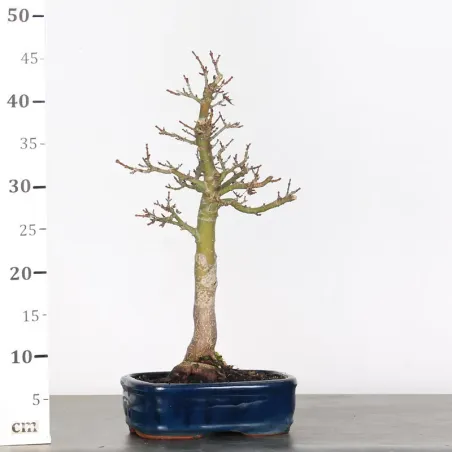 image supplémentaire - ACER SHISHIGASHIRA BONSAI 1-4