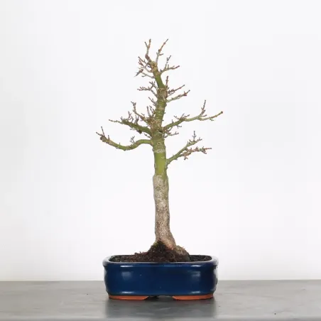Bonsai Erable Palmatum Shishigashira AS-1-4