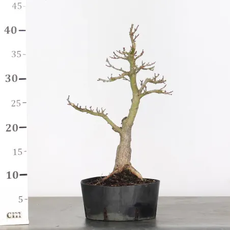 image supplémentaire - ACER SHISHIGASHIRA BONSAI 1-6
