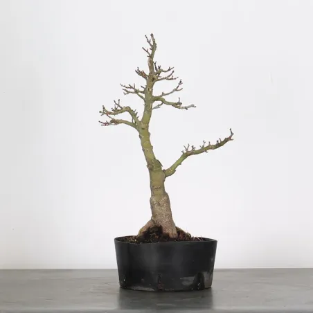 Érable "ACER SHISHIGASHIRA" 1-6