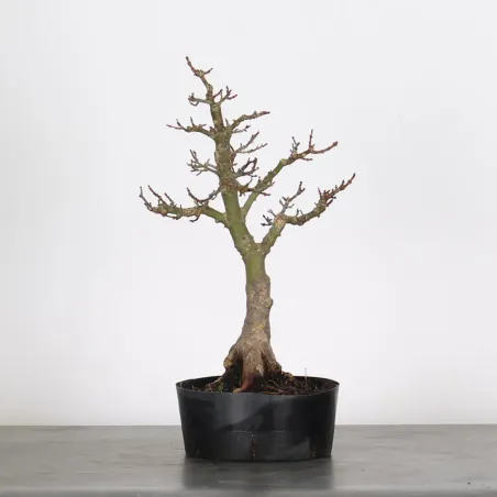 ACER SHISHIGASHIRA BONSAI 1-8