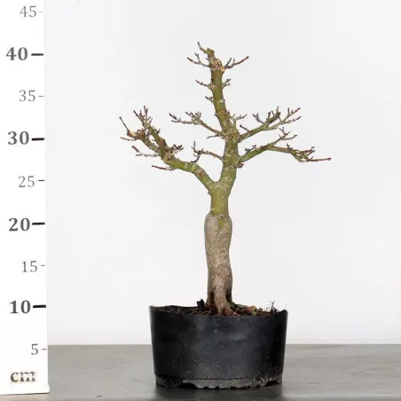 image supplémentaire - Érable "ACER SHISHIGASHIRA"...