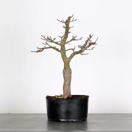 Érable "ACER SHISHIGASHIRA" 1-9