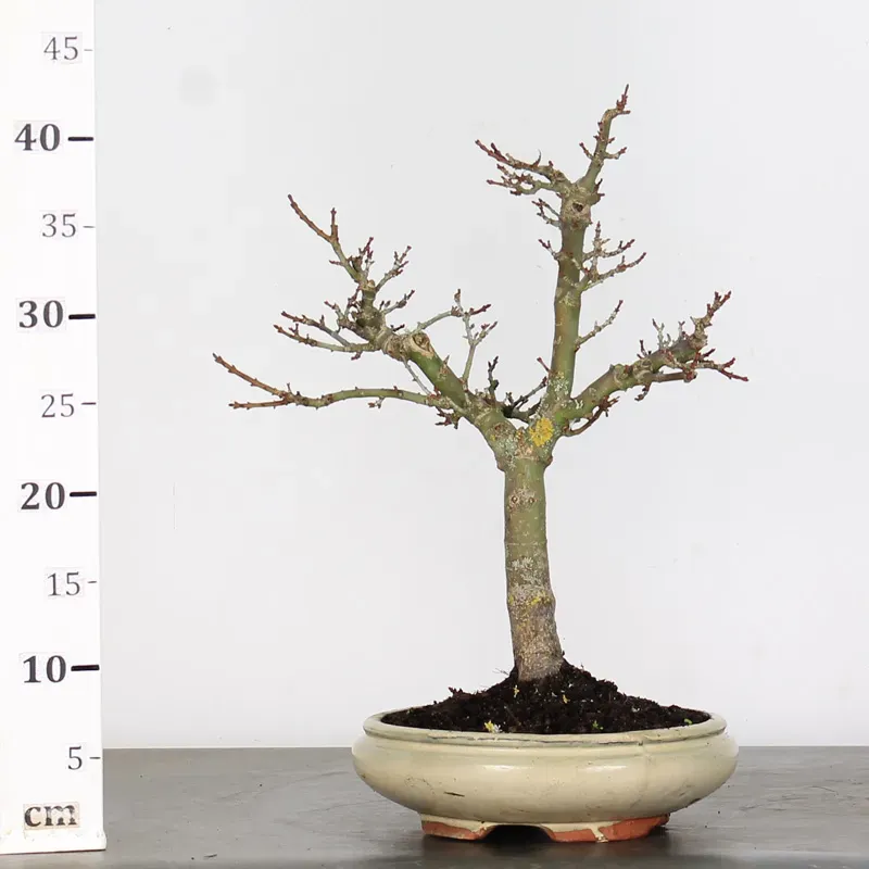 image supplémentaire - ACER SHISHIGASHIRA BONSAI 1-10