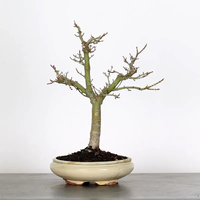 Érable "ACER SHISHIGASHIRA" 1-10