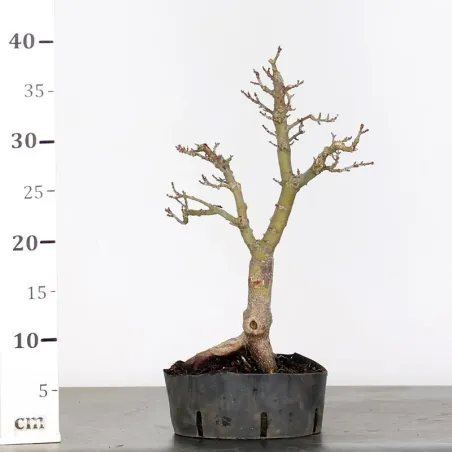 image supplémentaire - ACER SHISHIGASHIRA BONSAI 1-11