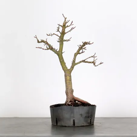 ACER SHISHIGASHIRA BONSAI 1-11