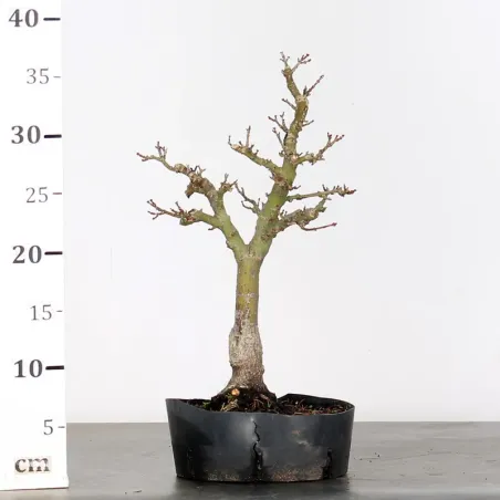 image supplémentaire - ACER SHISHIGASHIRA BONSAI 1-12