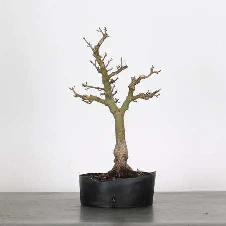 Érable "ACER SHISHIGASHIRA" 1-12