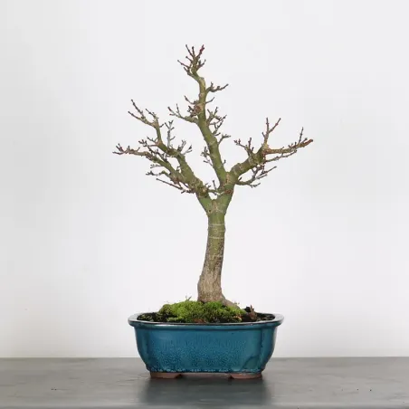 Érable "ACER SHISHIGASHIRA" 1-13