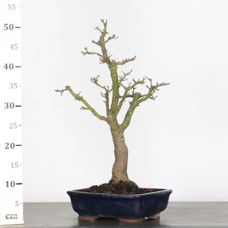 image supplémentaire - Érable "ACER SHISHIGASHIRA"...