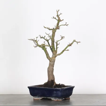 Érable "ACER SHISHIGASHIRA" 1-14