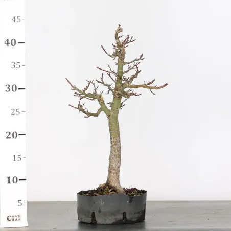 image supplémentaire - Acer shishigashira bonsai 1-15