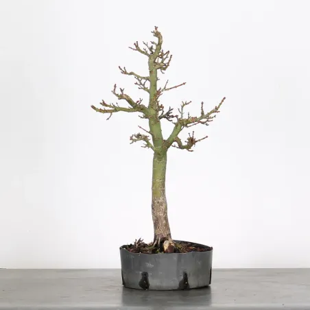 Érable "ACER SHISHIGASHIRA" 1-15
