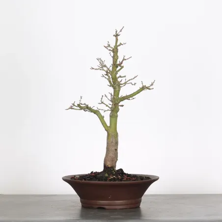 BONSAI ACER SHISHIGASHIRA 1-16