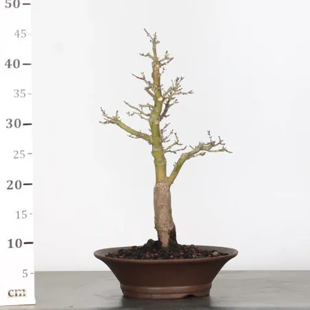 image supplémentaire - BONSAI ACER SHISHIGASHIRA 1-16