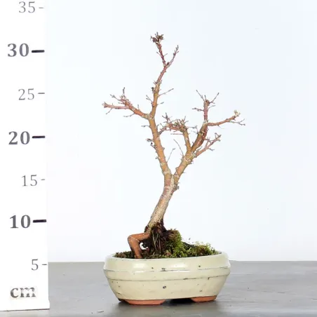 image supplémentaire - ÉRABLE DU JAPON "ACER...