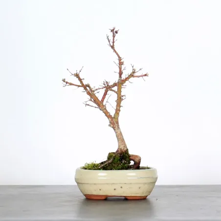 ÉRABLE DU JAPON "ACER PALMATUM KOTO HIMÉ" 1-1