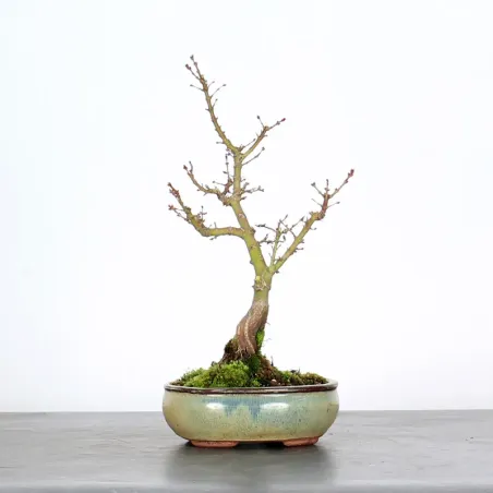 BONSAI ACER PALMATUM KOTO HIMÉ 1-2