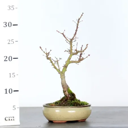 image supplémentaire - ÉRABLE DU JAPON "ACER...