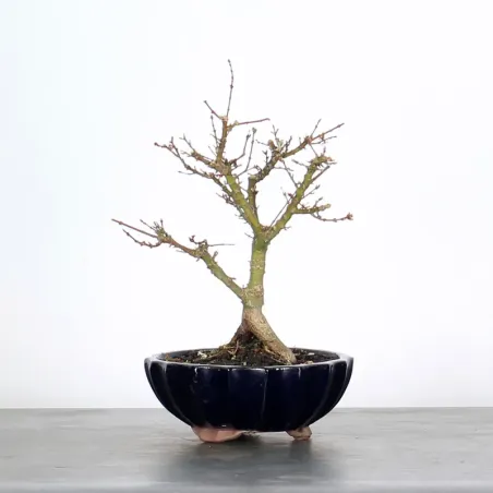 BONSAI ACER PALMATUM KOTO HIMÉ 1-3