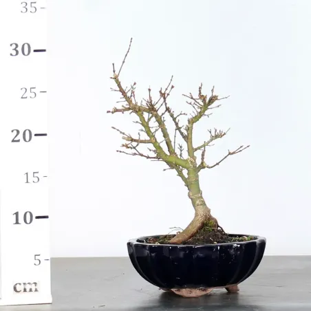 image supplémentaire - ÉRABLE DU JAPON "ACER...