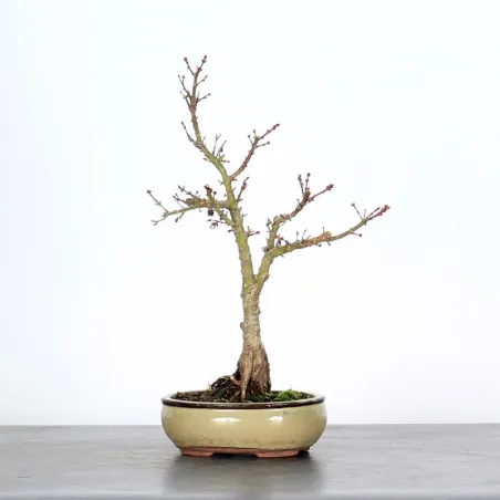 ÉRABLE DU JAPON "ACER PALMATUM KOTO HIMÉ" 1-4