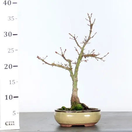 image supplémentaire - BONSAI ACER PALMATUM KOTO...