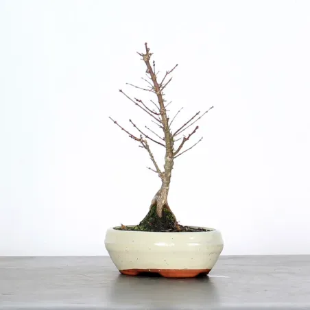 JAPANESE MAPLE "ACER PALMATUM KOTO HIME" 1-5