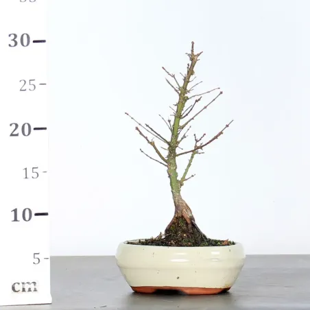 image supplémentaire - JAPANESE MAPLE "ACER...