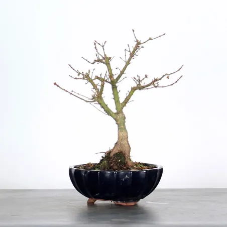 ÉRABLE DU JAPON "ACER PALMATUM KOTO HIMÉ" 1-6