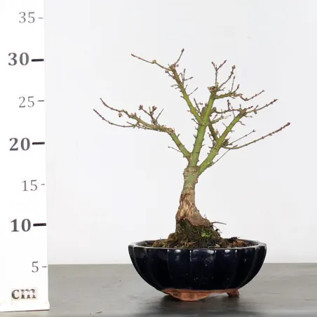 image supplémentaire - ÉRABLE DU JAPON "ACER...