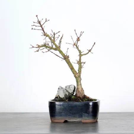 JAPANESE MAPLE "ACER PALMATUM KOTO HIME" 1-7