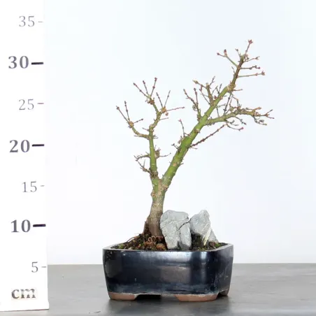 image supplémentaire - ÉRABLE DU JAPON "ACER...