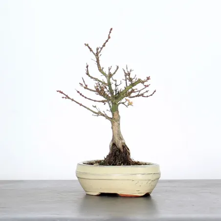 BONSAI ACER PALMATUM KOTO HIMÉ 1-8
