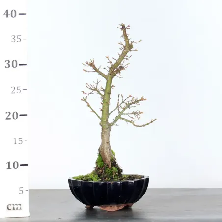 image supplémentaire - ÉRABLE DU JAPON "ACER...