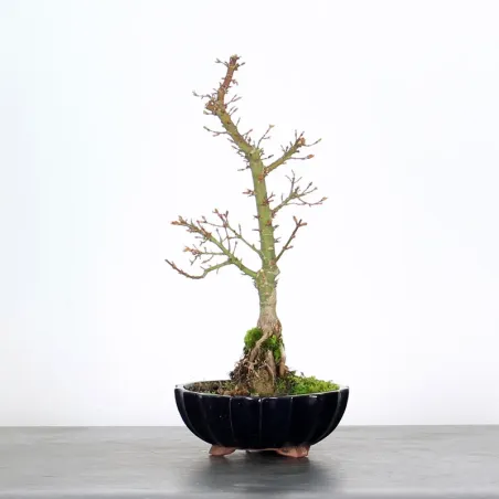 JAPANESE MAPLE "ACER PALMATUM KOTO HIME" 1-9