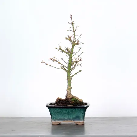 JAPANESE MAPLE "ACER PALMATUM KOTO HIME" 1-10