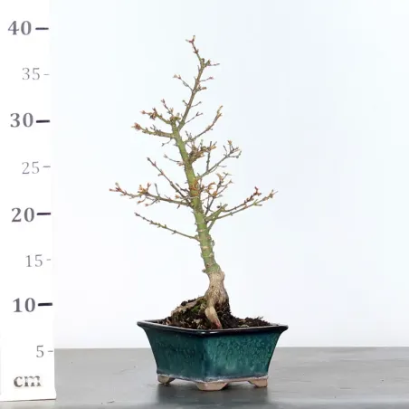 image supplémentaire - ÉRABLE DU JAPON "ACER...