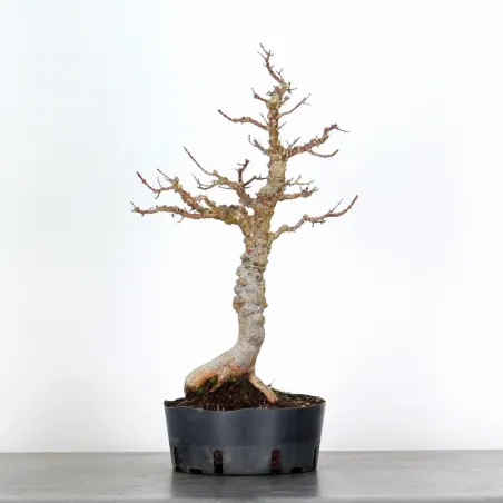 JAPANESE MAPLE "ACER PALMATUM KOTO HIME" 2-1