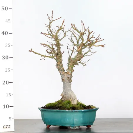 image supplémentaire - ÉRABLE DU JAPON "ACER...